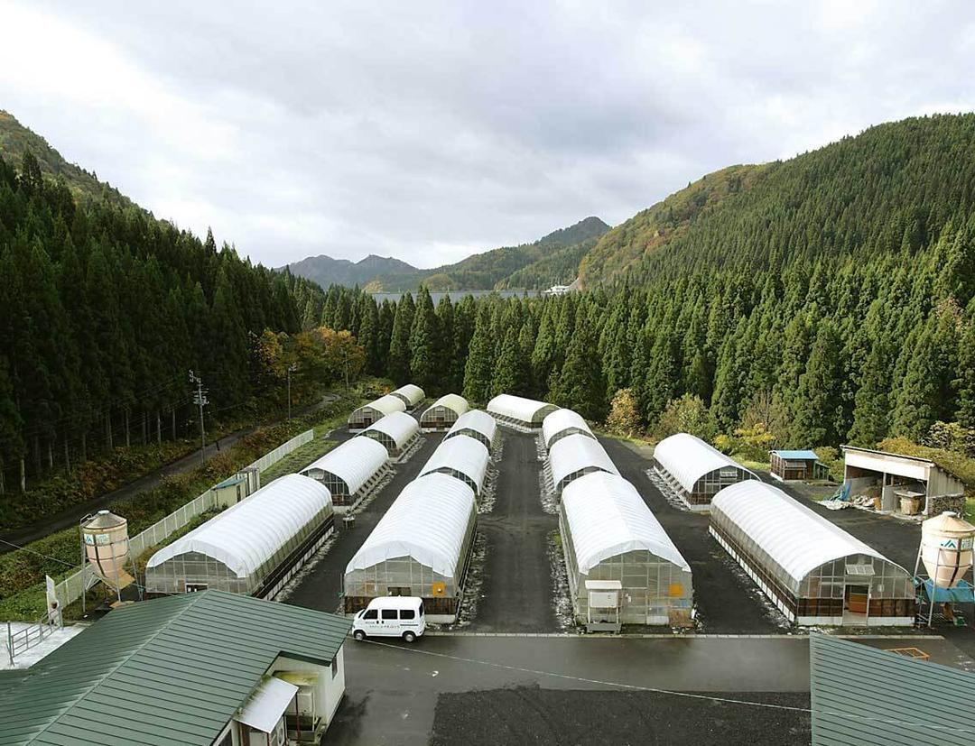 特産地鶏 青森シャモロック 中抜き丸鶏 朝引き 朝締め 当日発送の商品画像82e0bdb6-b52b-4d71-a035-89d8e1b74f5b