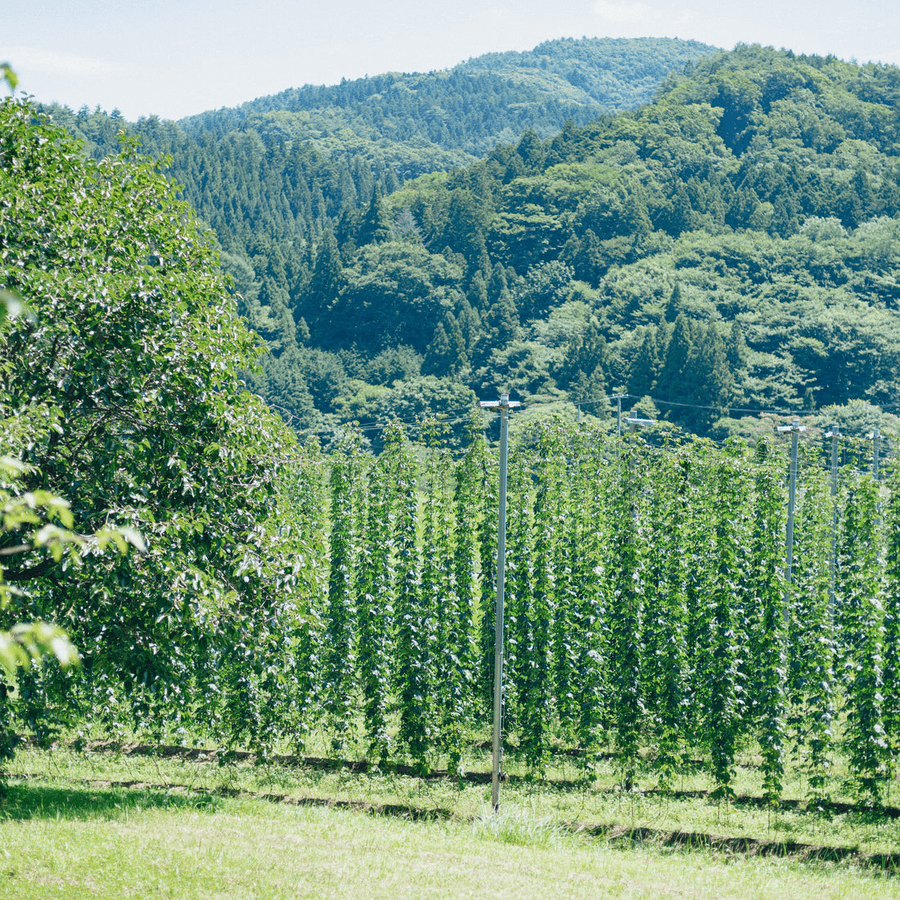 naturadistill紫蘇忽布蒸溜酒 Shiso Hop GINの商品画像844acdd0-80d0-4a0e-a7f1-0487a3db81f8