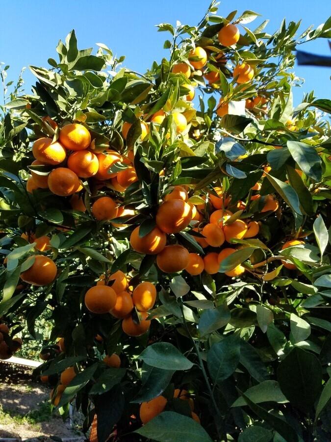 MIKAN(みかん) スパークリングウォーター缶 350ml の商品画像9081fc4d-25af-4df0-943f-779cb09565b4