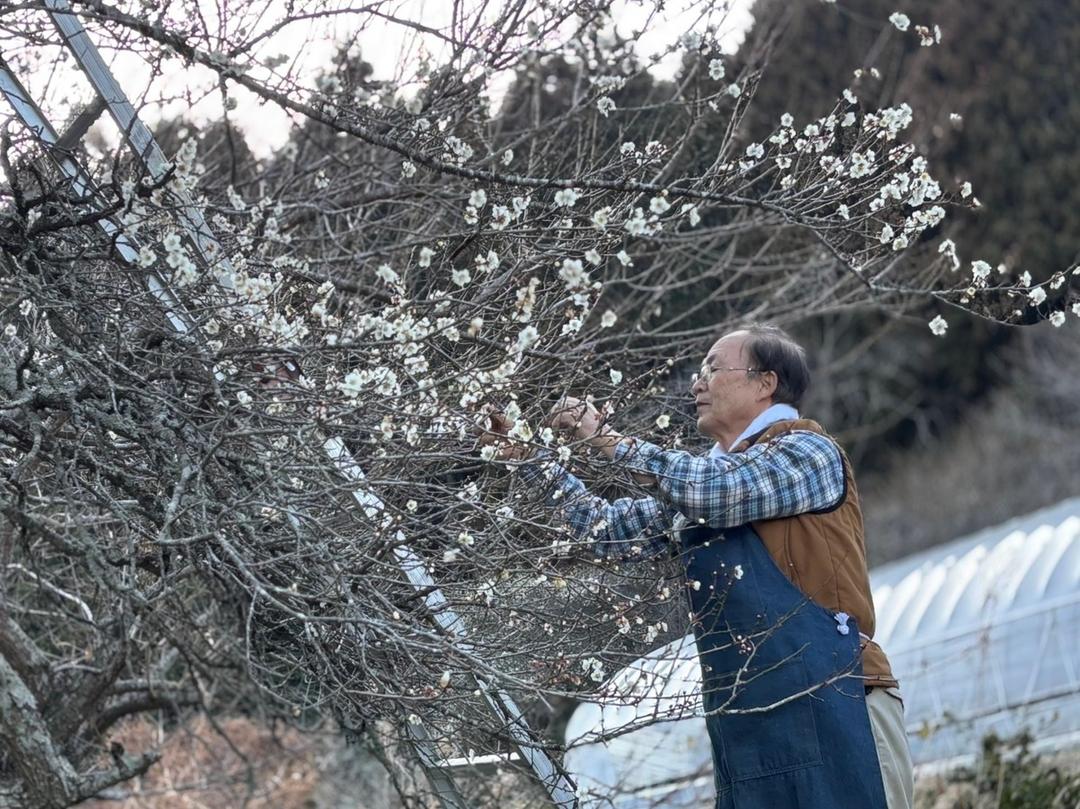 【在庫僅か】naturadistill 梅花蜜柑蒸溜酒 Ume Blossom Mikan GINの商品画像924ea719-737e-4132-a029-09dcc9f62d16