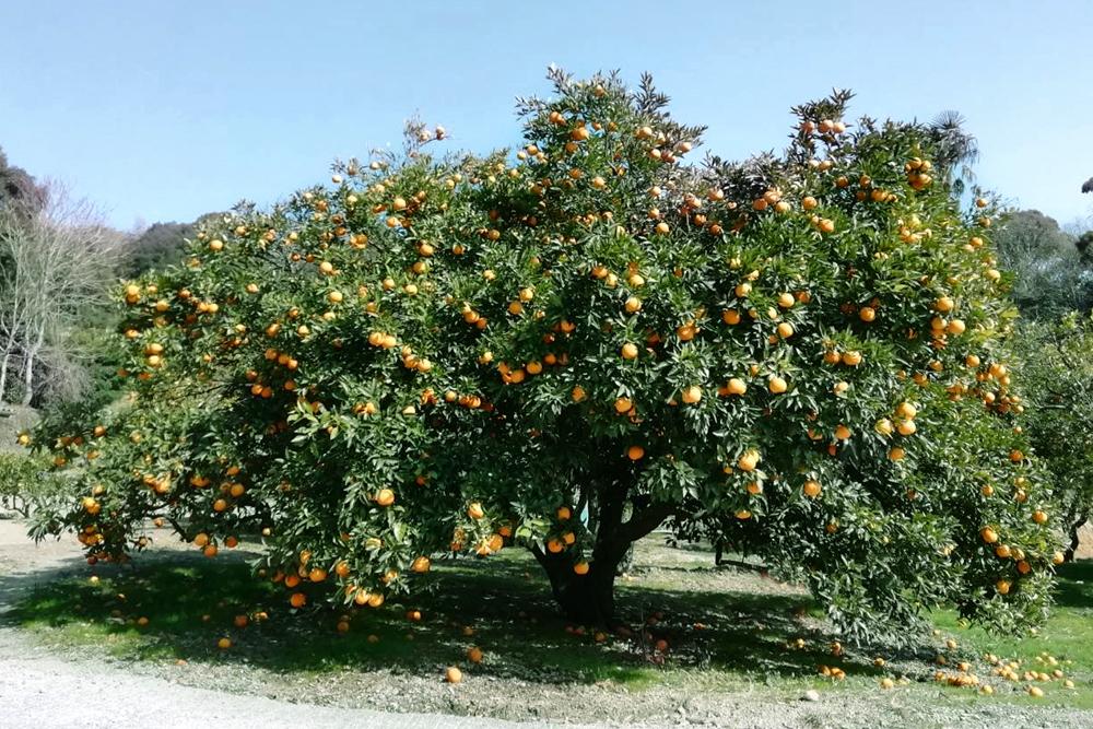 淡路橙/なるとオレンジ 果実 10kgの商品画像9b5cd232-d970-4b05-affd-9a475ceabadb