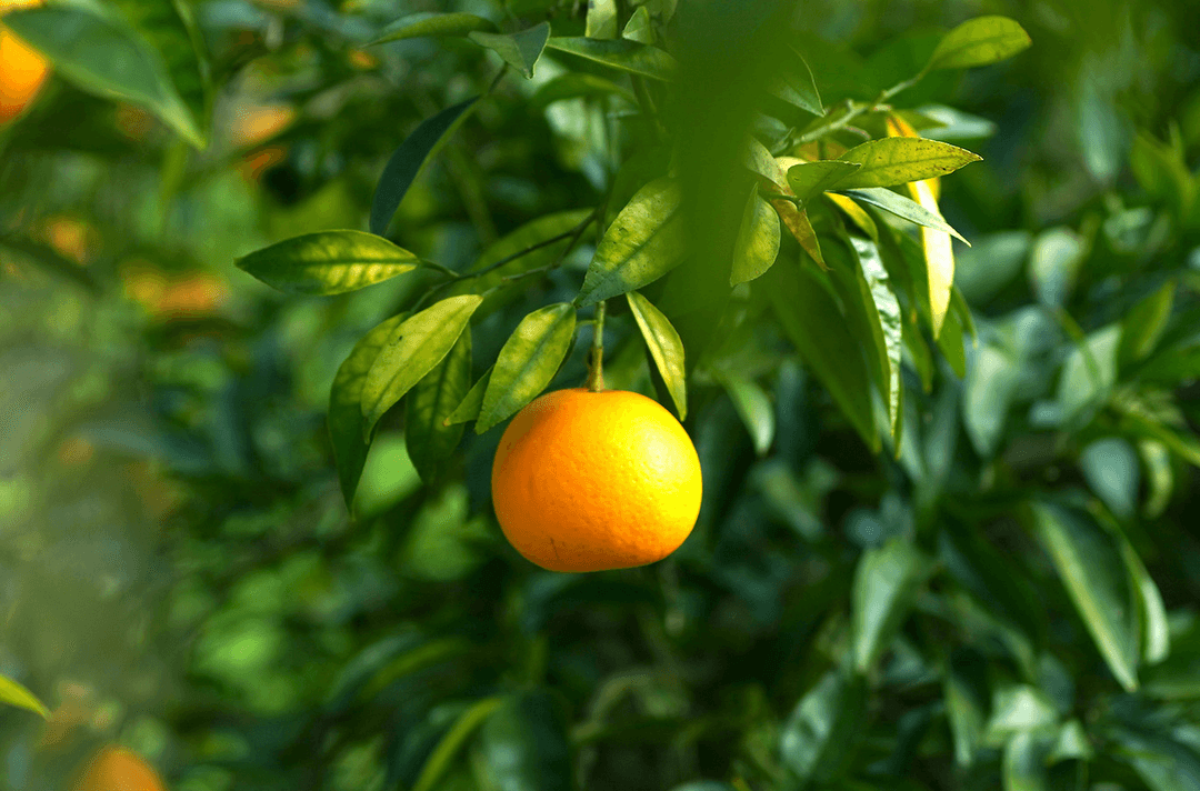 淡路橙/なるとオレンジ 果実 10kgの商品画像ab377c22-34af-478a-9c89-7535c74db6db