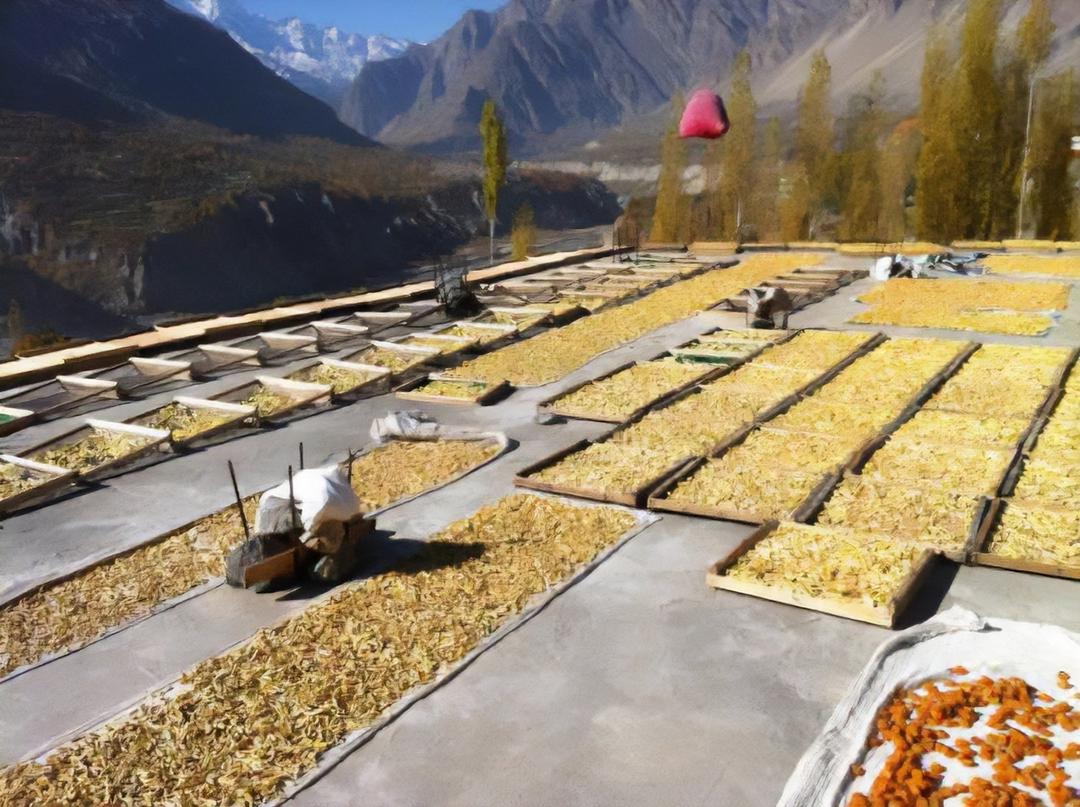 パキスタニ アプリコット・ハヴィの商品画像ae90324f-c5ad-43f5-836c-5e84027a717e