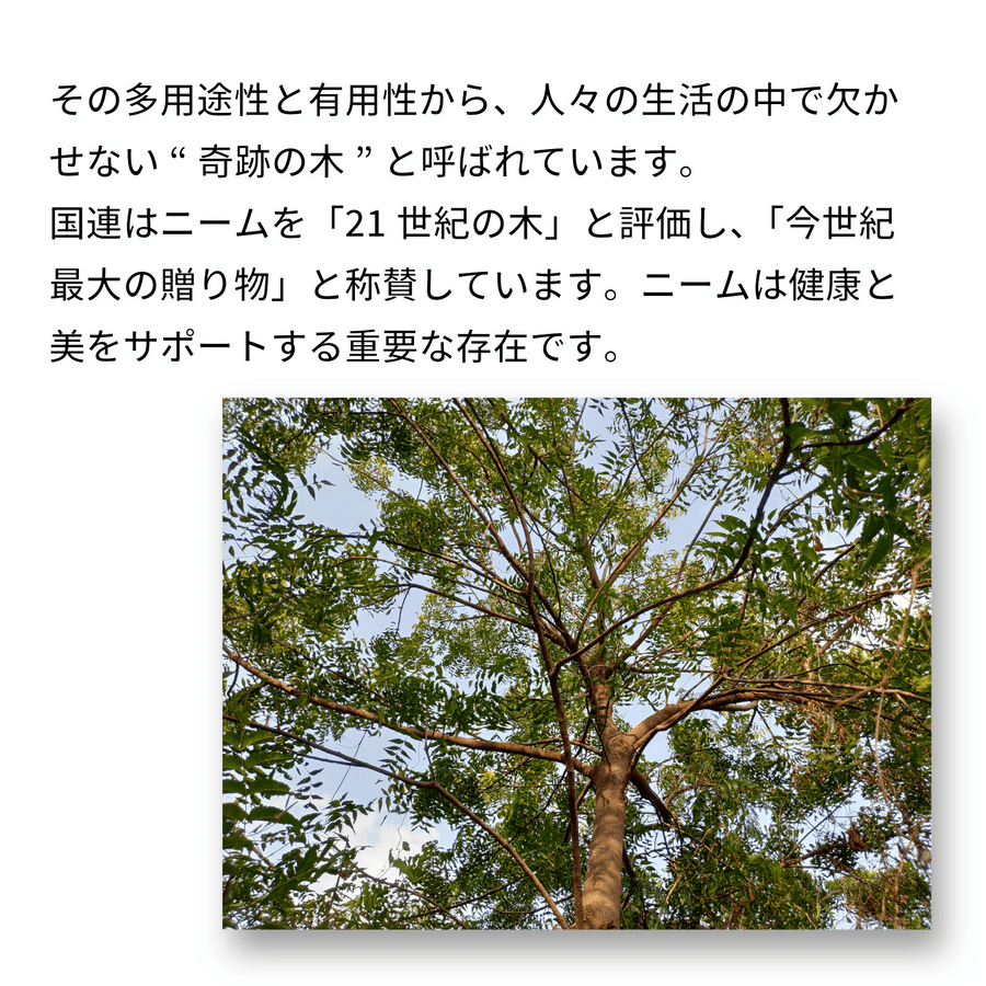 native neem ペットシャンプー(250ml/1本)の商品画像b2798194-a9c5-4cde-8a5d-01c674ab212c