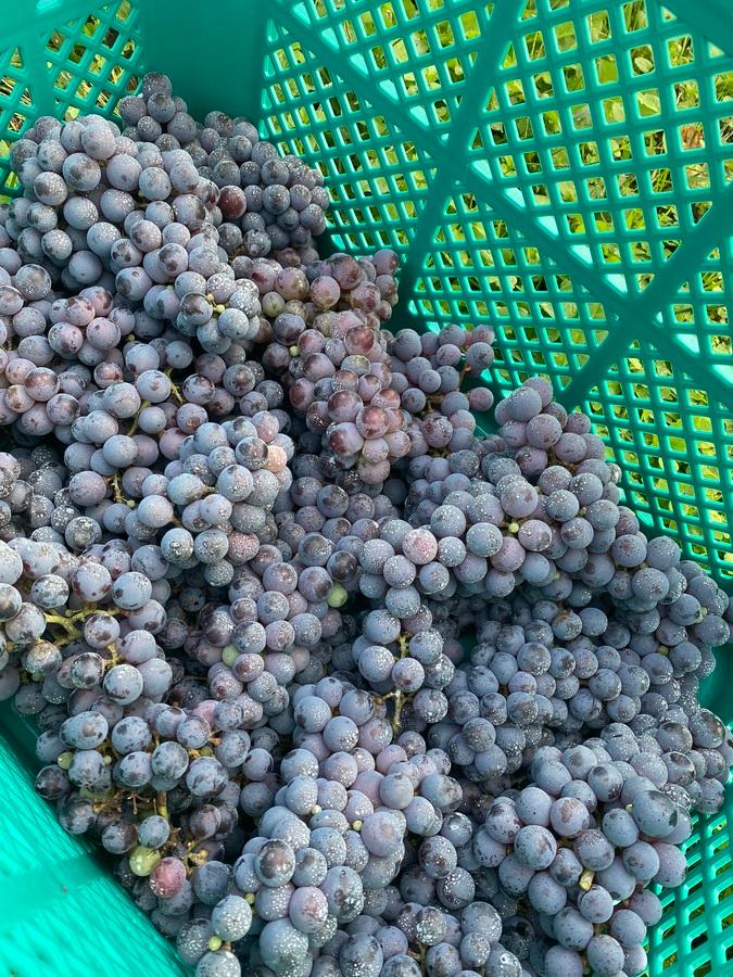 葡萄酒2025 カベルネ・フランの商品画像b6372d5b-66d8-4b85-8b59-38a35983378c