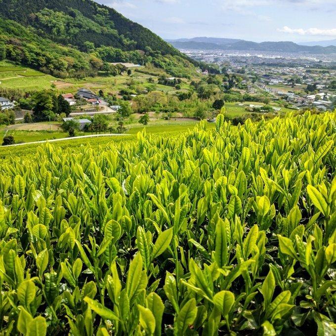 【農薬化学肥料不使用栽培】煎茶リーフタイプの商品画像b63eab1e-5a93-41ea-b9dc-ac92ee87e350