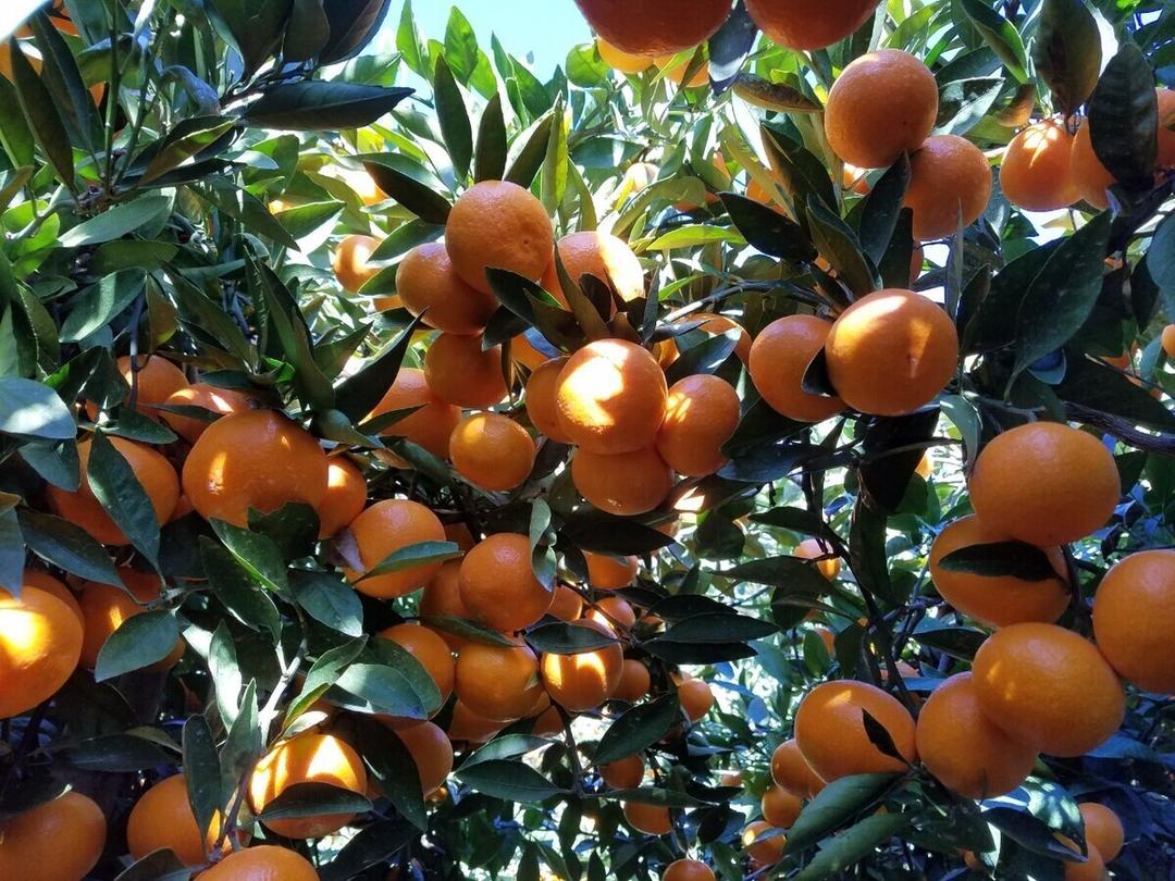 MIKAN(みかん) スパークリングジュース 250mlの商品画像cb06b94f-dbd3-4cce-9b85-dccd5bbf134e