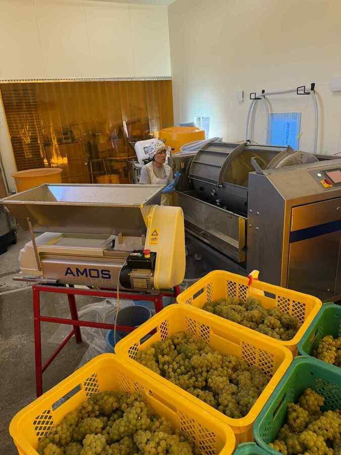 葡萄酒2025 シャルドネの商品画像ce4d9ec9-31f2-4c7e-9927-027d9d4e4b2c