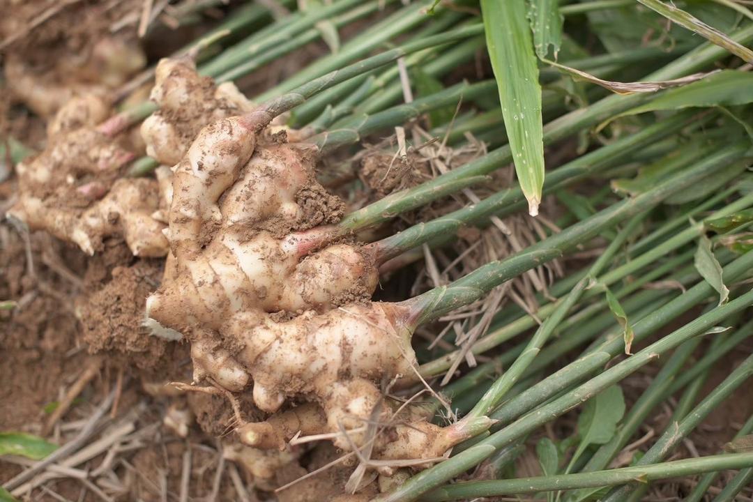 NOT JUST GINGER/発酵生姜の商品画像d3b27c30-1eef-4f11-9958-299ab9fe3b00
