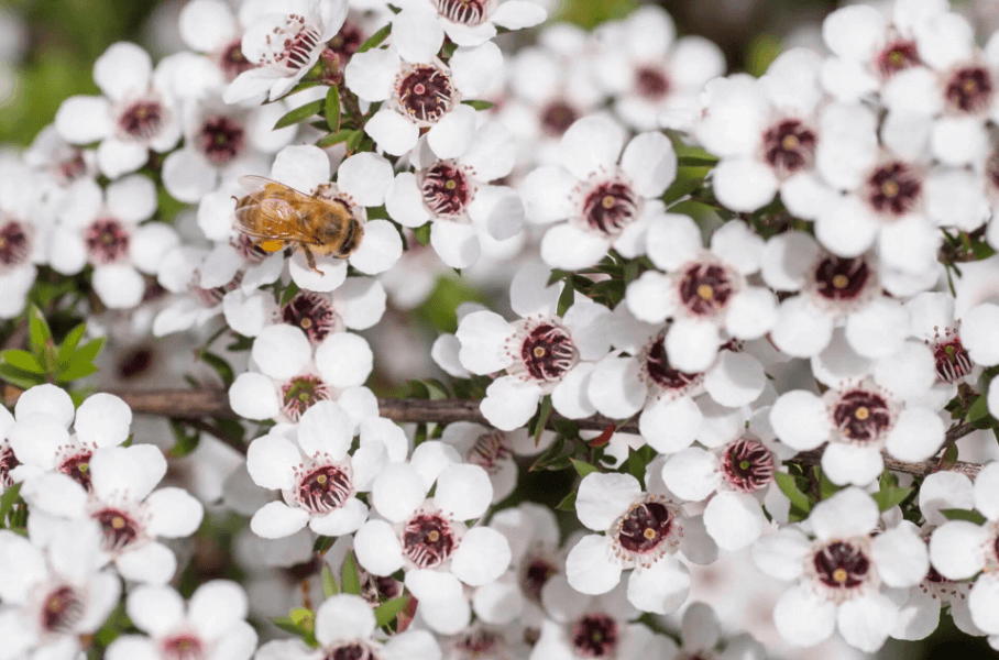 Toru マヌカハニー MGO100+ (250g)の商品画像d82a54f8-6e7a-4736-967a-14934a242dda