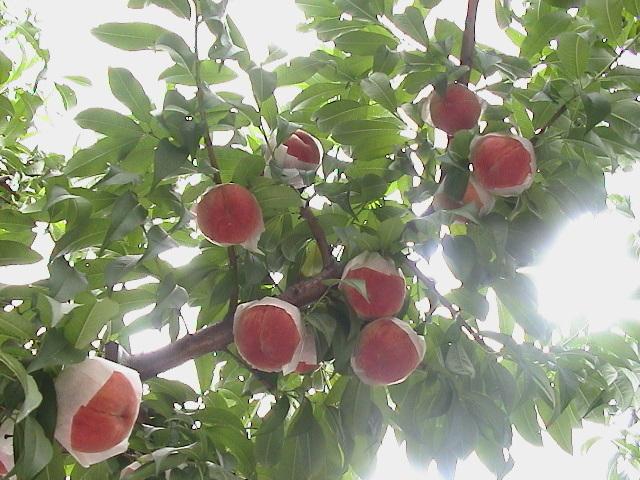 MOMO(桃) スパークリングジュース 250mlの商品画像d9685587-bba8-4483-b73d-92e9cef6d792