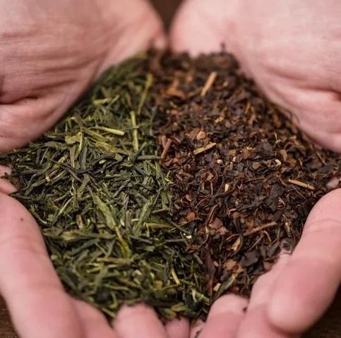 Organic KOMBUCHA(コンブチャ)「GINGER GROOVE」300ml の商品画像de369f83-15d6-49eb-8489-15ab9064db70