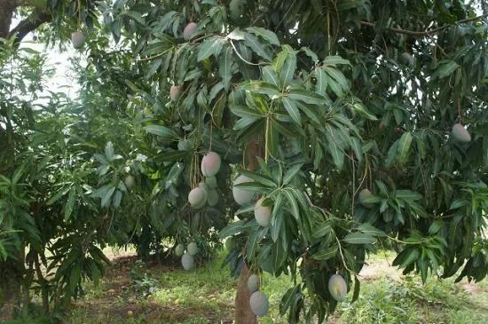 ラ・ボボマング ブルキナベーの商品画像e02ea5c1-28cb-453f-9947-6cdb52f602bf