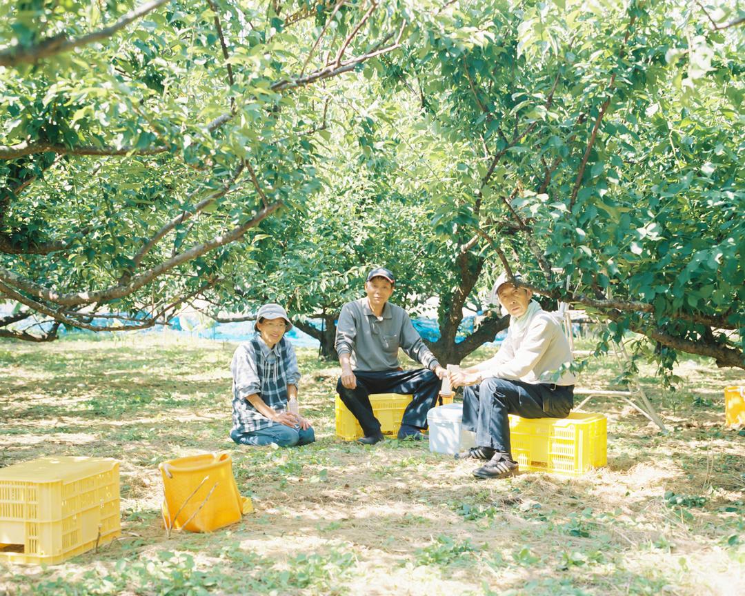 UME(梅) スパークリングウォーター缶 350mlの商品画像e46b0f7e-ed44-4b9d-8808-2f60871c8ee0