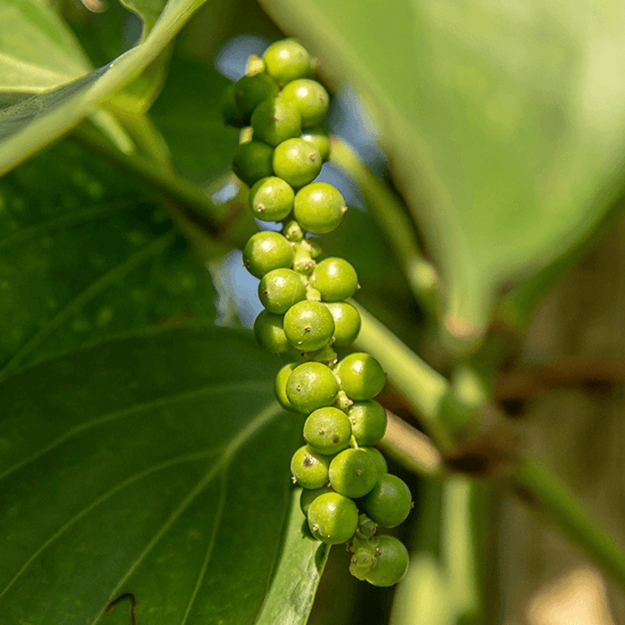 白胡椒(乾燥 / ホール)の商品画像e5bea1a5-7138-4e9a-a446-65a059f793a6