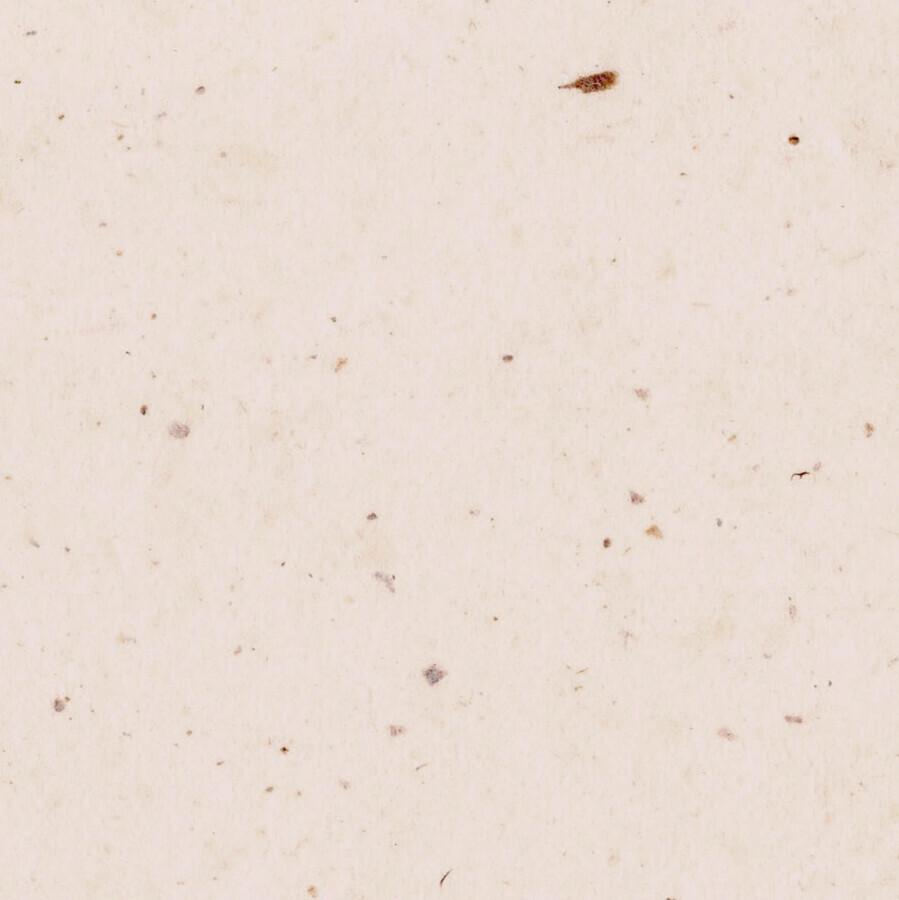 もったいない畑のくだものでつくった一筆箋【いちじく】10枚入の商品画像e6de0943-7c79-4118-bb03-d8cce26a1105