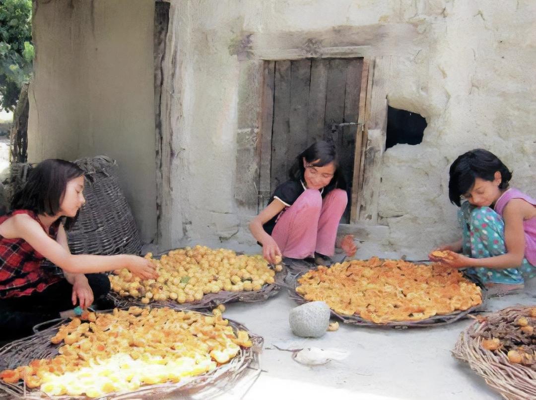 パキスタニ アプリコット・ハヴィの商品画像e6ef7f09-e7df-475f-9844-ad67efbeb063