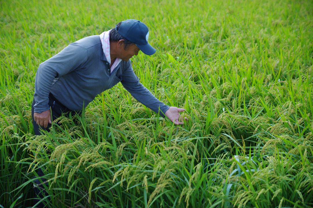 太陽と潮風のピーナッツ塩サブレの商品画像efbe142c-26be-41c1-8b6f-a2ac036db149