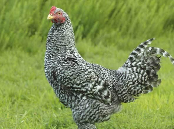 特産地鶏 青森シャモロック 手羽先 冷凍品の商品画像f25e57a8-c6cd-4651-b294-f79a173d0b27