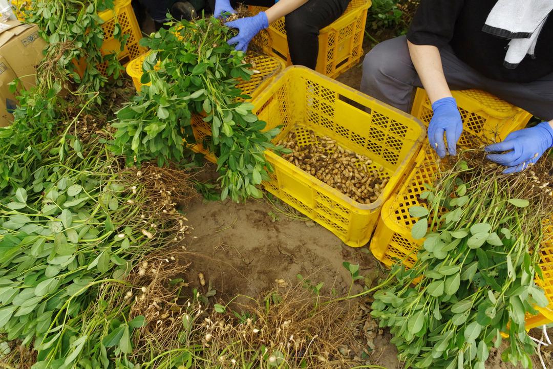 Bocchiからつきゆで落花生120g (品種:郷の香 ~農薬・化学肥料 不使用栽培~)の商品画像f40caa22-17d1-4017-82fc-02c5bd7a94d1