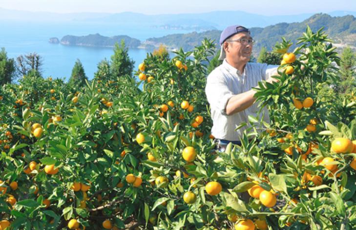 MIKAN(みかん) スパークリングウォーター缶 350ml の商品画像f79f056c-f766-418c-9dd3-b58309ab7ca1