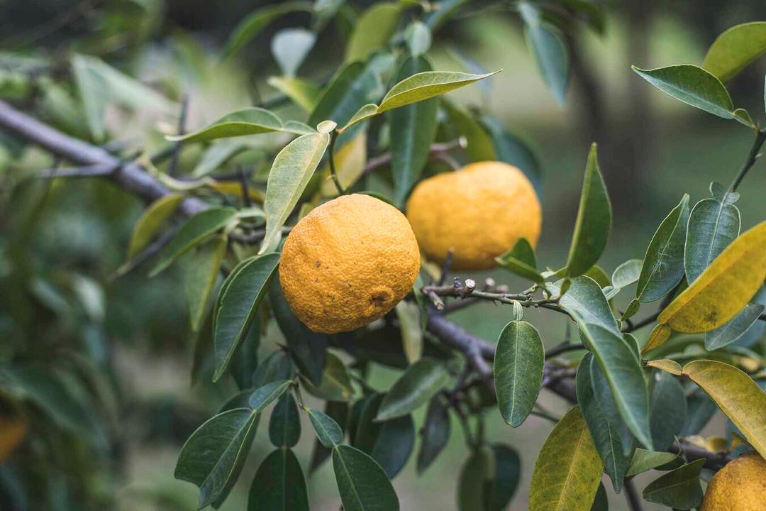 YUZU(ゆず) スパークリングジュース 250mlの商品画像f7e0c520-aaf7-43ce-8e8d-00229ed6e9f0