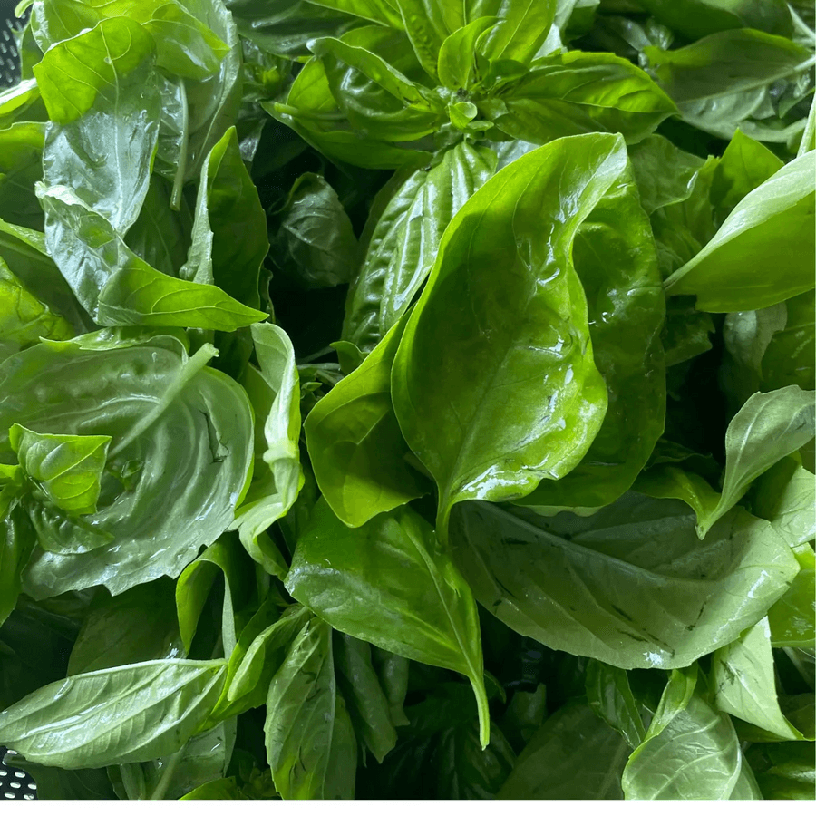 お米から育てた手仕込み バジル塩麹 |無農薬バジルの商品画像fbd6c788-50b9-4e2b-96ca-836931462496