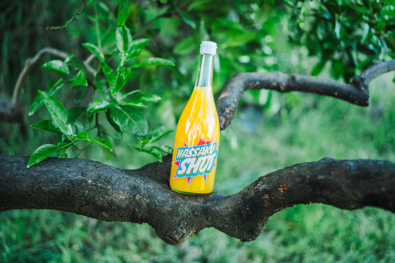 ISLANDER（クラフトサイダー） 200ml | Neighbors Food Market